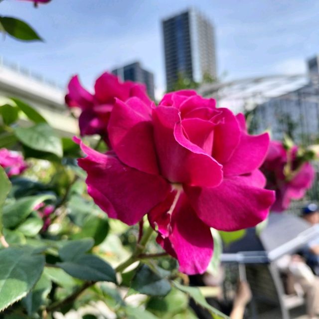 【大阪 中之島】満開のバラ園✨