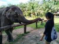 🐘Elephants & Limestone at Khao Sok National Park