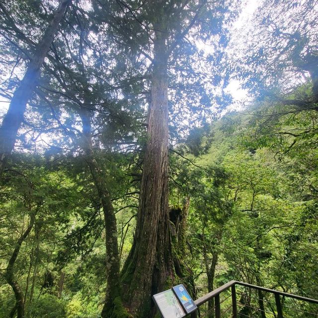 桃園景點｜拉拉山神木群步道