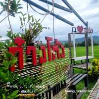 ชามโต ชมทุ่ง [คิงคองชมทุ่ง_สันกำแพง] - เชียงใหม่