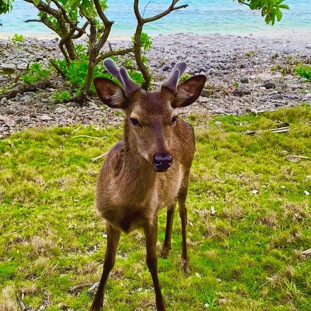 天然記念物のケラマジカ🦌に会える島🏝️