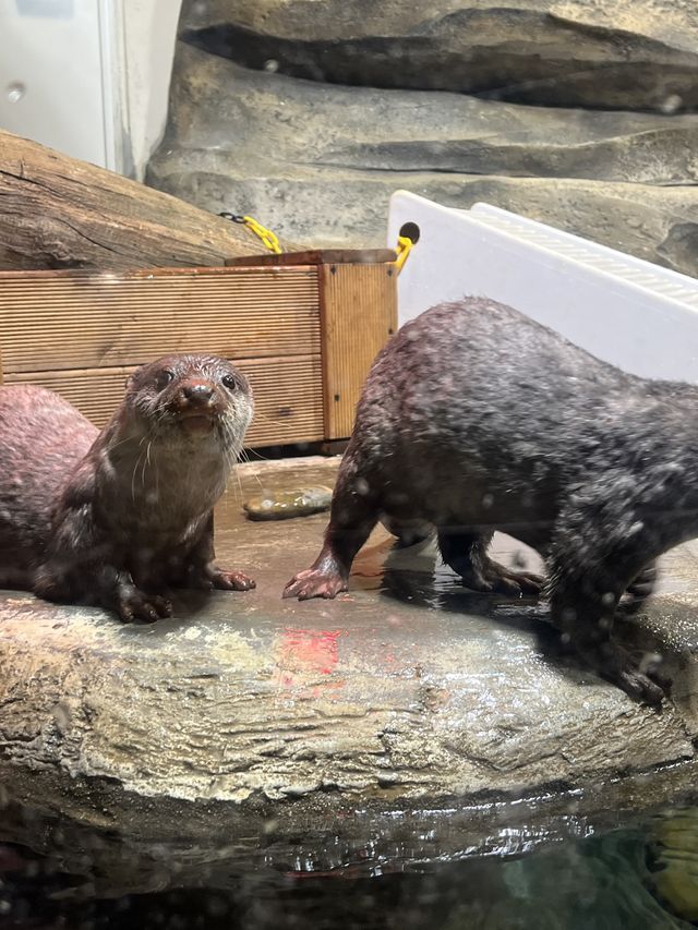 겨울 실내데이트 코스로 강추하는 아쿠아플라넷 광교🐬