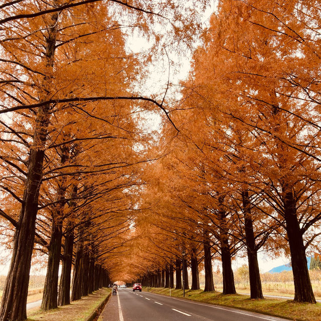 滋賀「牧野Pic Land」：水杉大道，適合秋天旅遊