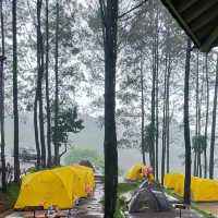 Alas veenuz in Mojokerto 