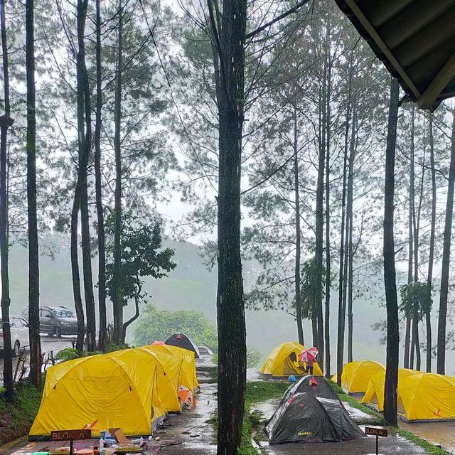 Alas veenuz in Mojokerto 