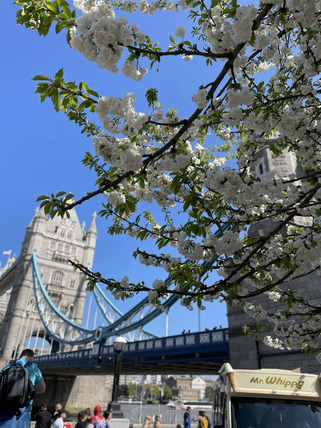 London Eye in Spring 🌸
