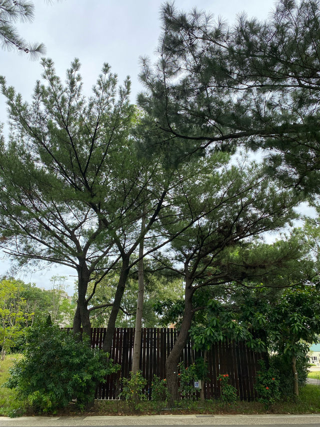 桃園 大湳森林公園🌳 綠色空閒大地