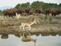 African Safari