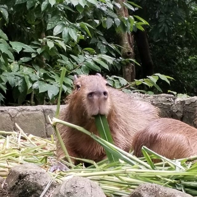 meet the Capybara!!