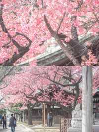 【東京】品川の龍神さま・寒緋桜がいま見頃の荏原神社