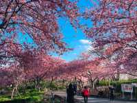 เที่ยวซากุระที่ Nabana no sato💗🌸🌸