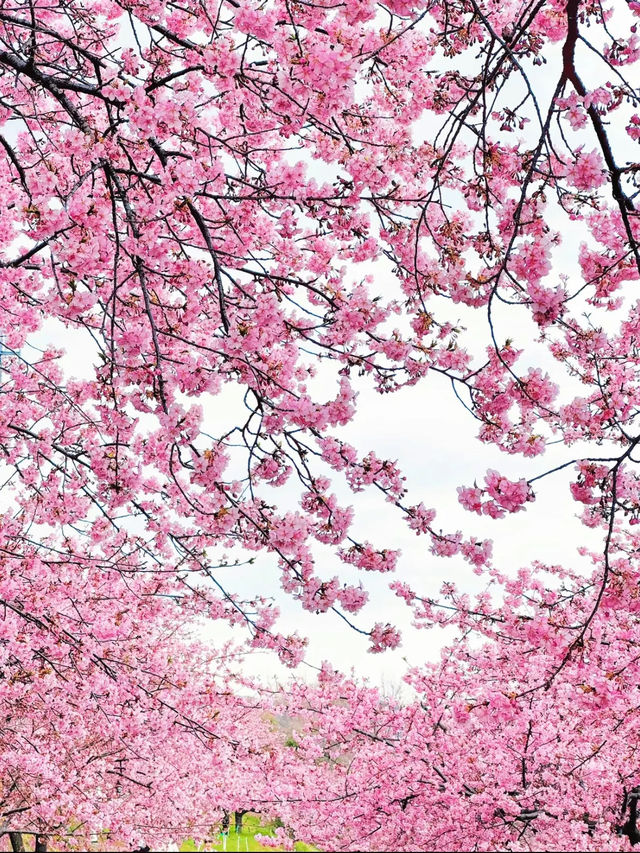 【群馬】超穴場!!絶景の桜並木が見れる!!春のおでかけスポット🌸