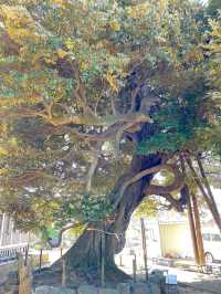 【九重神社/埼玉県】川口市指定の保存樹木「スダジイ」が圧巻！