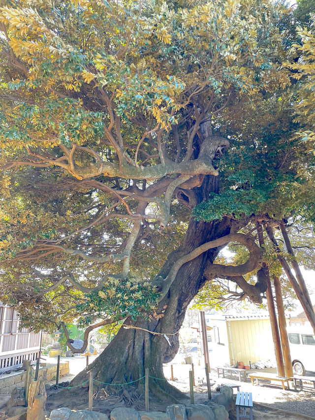 【九重神社/埼玉県】川口市指定の保存樹木「スダジイ」が圧巻！