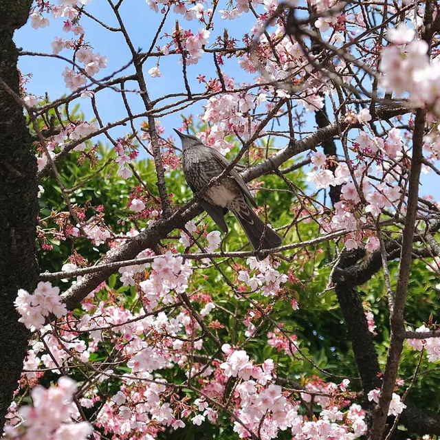 廣渡口漢江公園賞櫻🌸美好時光