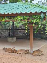 芭提雅 | 騎大象🐘餵大象跟小動物們玩 | 真理聖殿