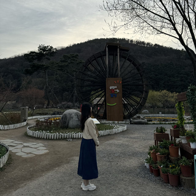 달성군 꽃놀이 하기 좋은 옥연지 송해공원 