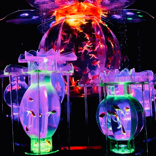 幻想的な金魚/めっちゃ桜🌸2024】 | Trip.com 東京