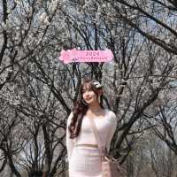 Picnic at Seoul Forest 🌸