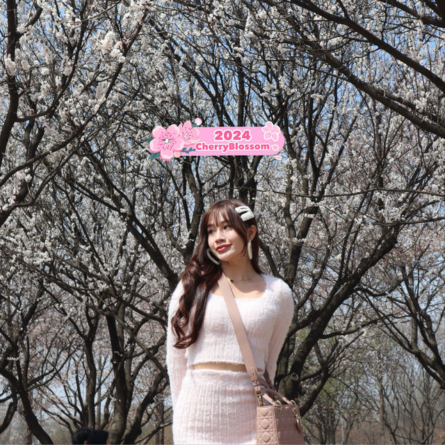 Picnic at Seoul Forest 🌸