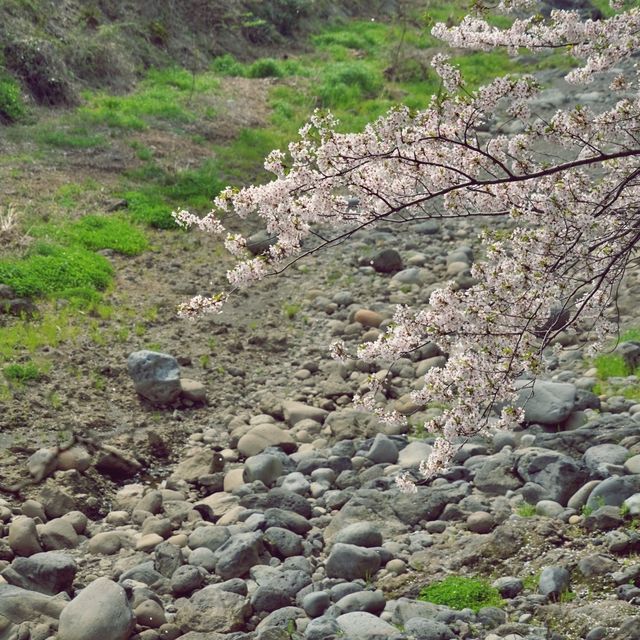 🌸 제주종합경기장, 숨겨진 벚꽃 명소