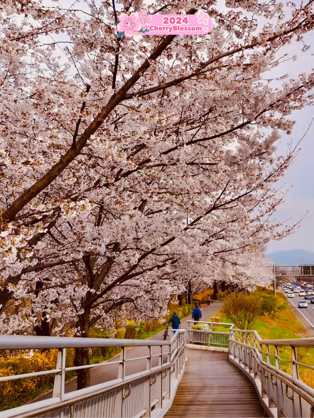 🌸 Cherry Blossom Trip, Korea 🇰🇷