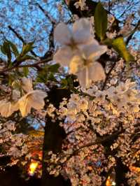 🌸2024【東京】上野恩賜公園：櫻花季，豐富文化體驗