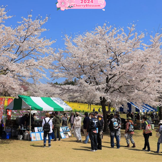 In presence of Sakura🌸, Time stands Still🥰⭐️