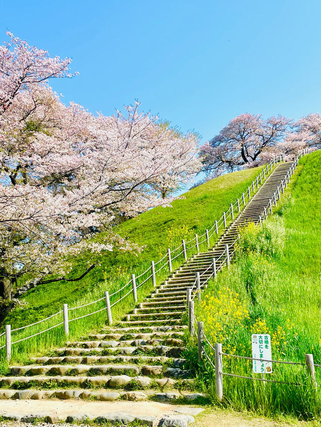 【丸墓山古墳/埼玉県】桜の名所・さきたま古墳公園