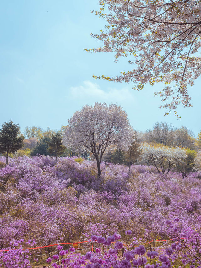 봄이되면 보라빛 진달래 꽃 동산에서 벚꽃나무를 함께 볼 수 있는 이곳은“부천 원미진달래동산“ 