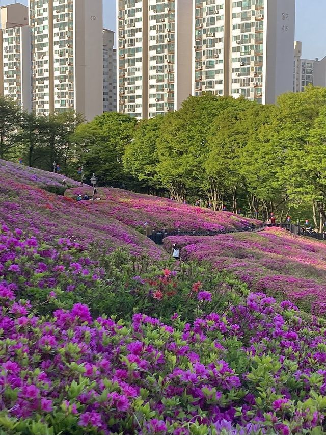 만개 임박🌸 군포 철쭉 축제