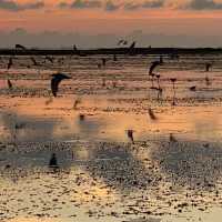 Enjoy nature at Thale Noi Waterbird Park🛶