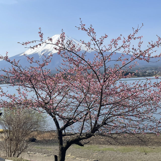 「富士山美景，湖畔寧靜」- 河口湖遊覽的豐富經歷