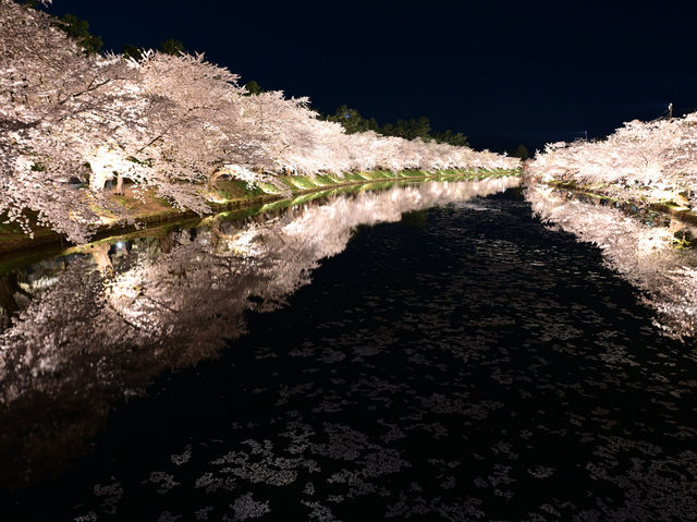 日本東北弘前公園夜櫻點燈 絕美