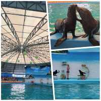 【泰國】Dolphins Bay Phuket：海豚海獅表演，2024潑水節優惠