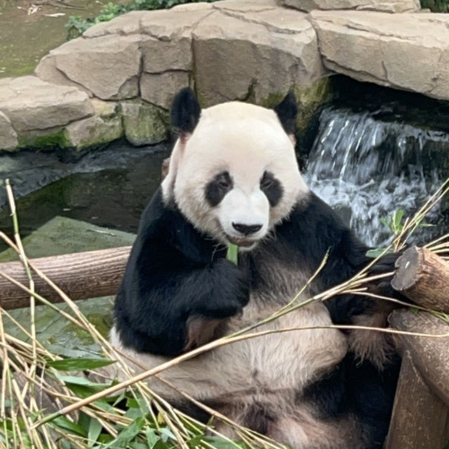 용인 푸씨 푸바오를 만나다🐼