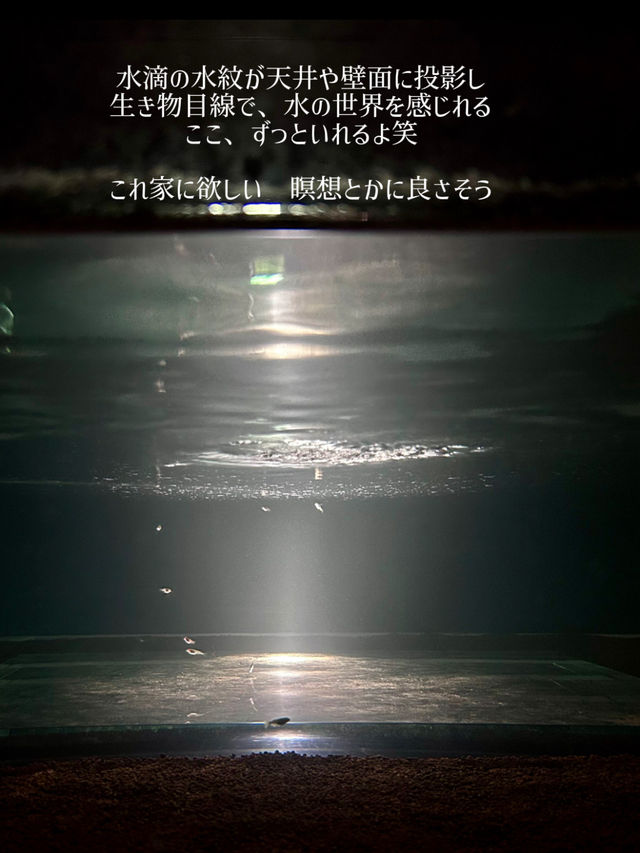 【大阪】水族館・動物園をartとして子供も大人も楽しめる体験型 「生きているミュージアム」