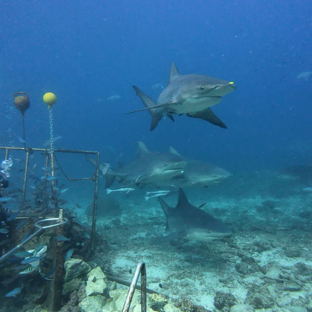 🦈 Shark Diving Experience in Fiji 🇫🇯 