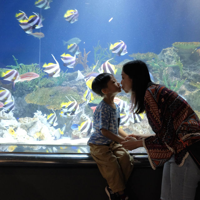 【 福岡之旅。以九州之海為主題的水族館 】 