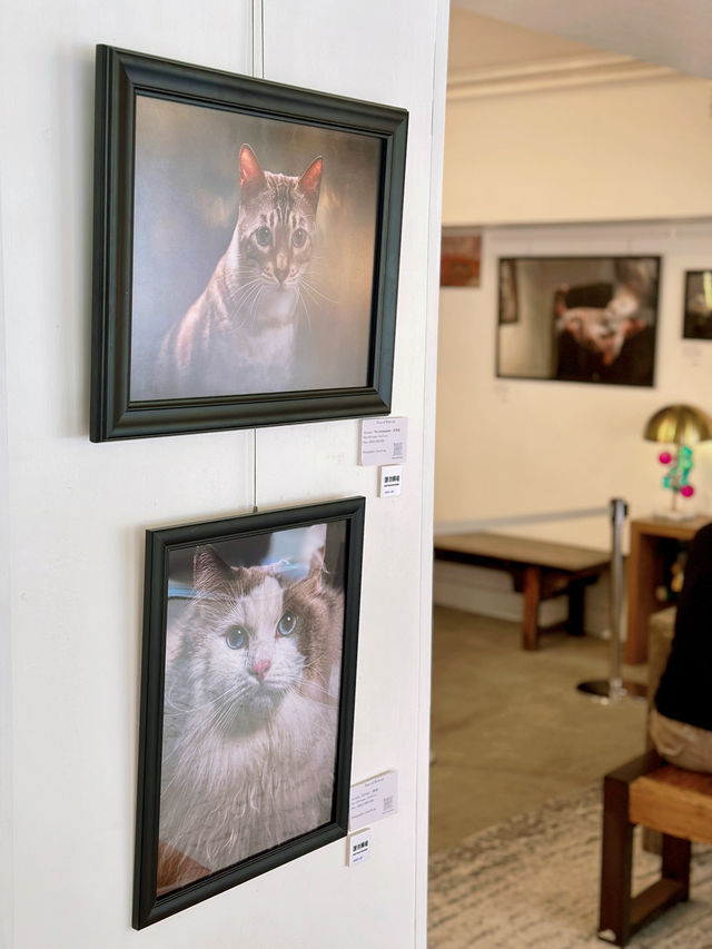6️⃣月中環看展- 迷你中環寵物攝影展🐶🐱