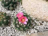 เที่ยวชม cactus ที่ Chan nature cafe 