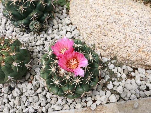 เที่ยวชม cactus ที่ Chan nature cafe 