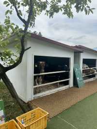 귀여운 젖소들을 아주 가까이에서 볼 수 있는 이색 목장 ✨