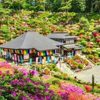 花之寺廟+杜鵑奇景
