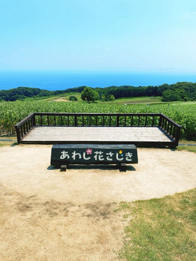 【淡路島】迫力！ペチュニアの大花壇（2024年8月1週目）