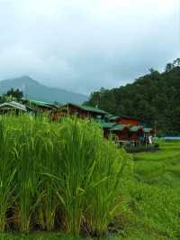 นาขั้นบันได ดอยอินทนนท์