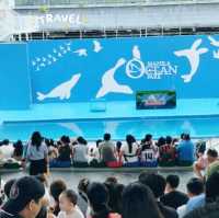 ocean park with my love