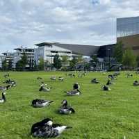 Summer in Helsinki, Finland