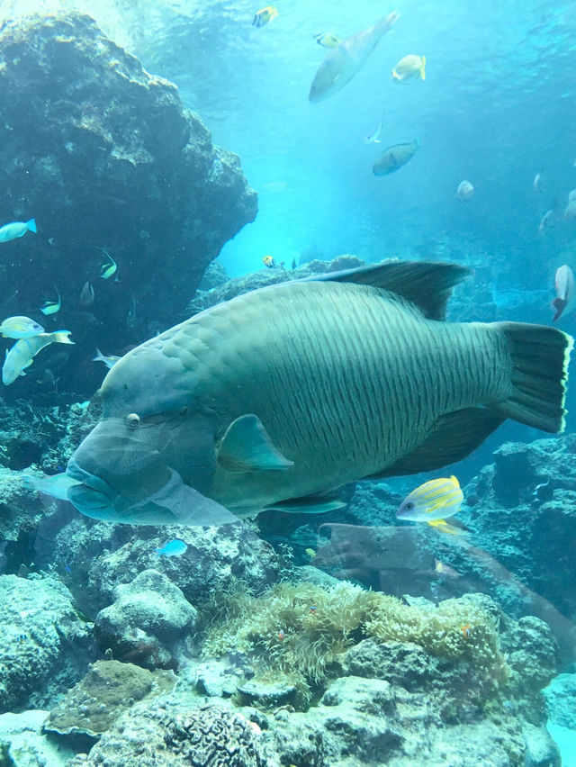 雨の日も充実観光✨美ら海水族館【沖縄】