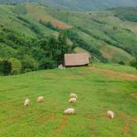 น่ารักเกินต้าน! Akha Farmville  🐑🌳